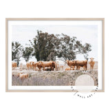 Country Cattle II Framed Print 100x70cm