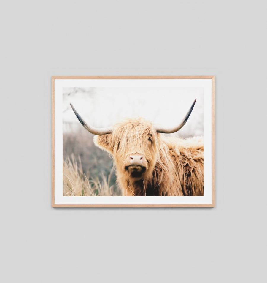 Highland Bovine 101 x 81
