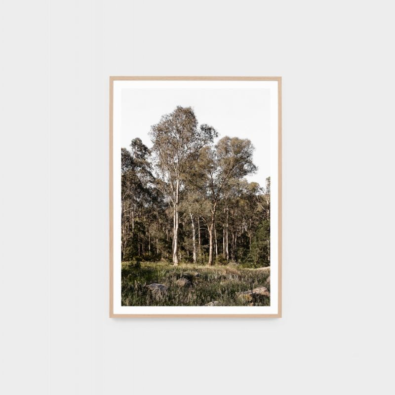 Warranbrooke | Australian Bush Print 87x122cm
